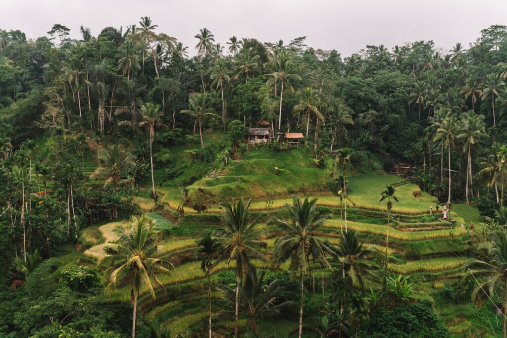 How Much Does A Private Driver In Bali Cost In 2026
