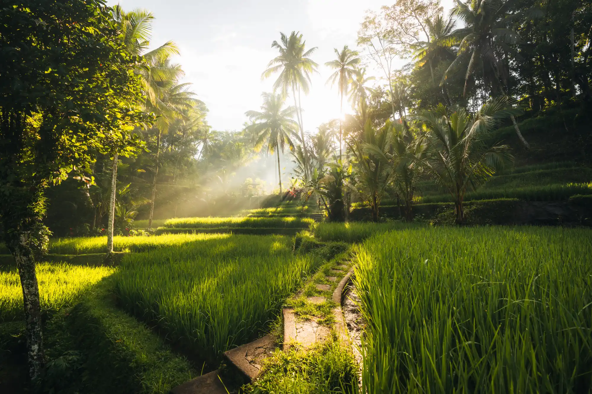 Tegallalang Rice Terrace Ubud Bali