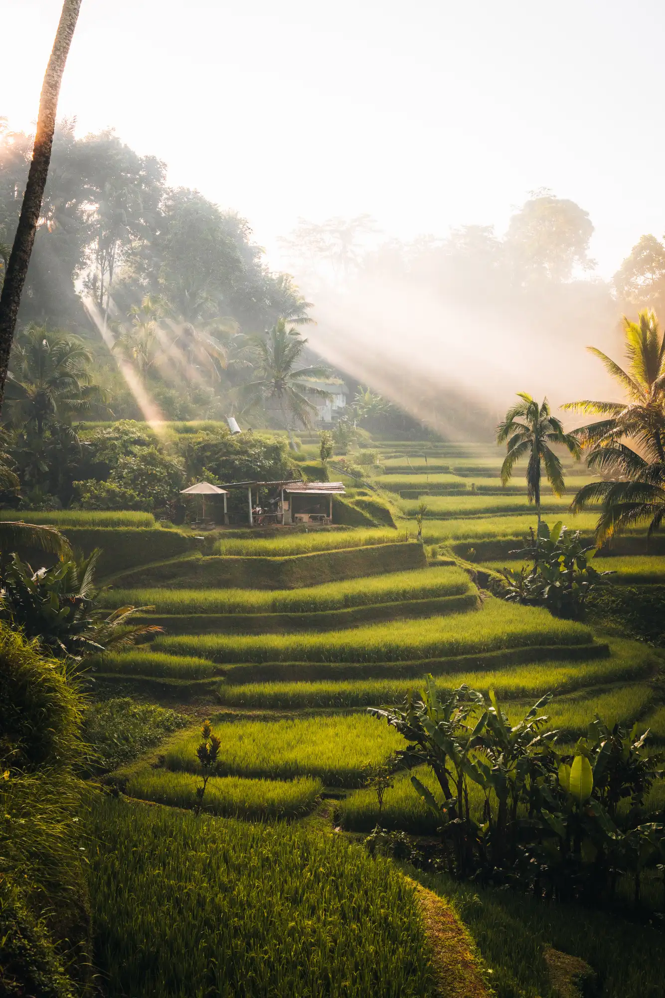 Ubud Bali