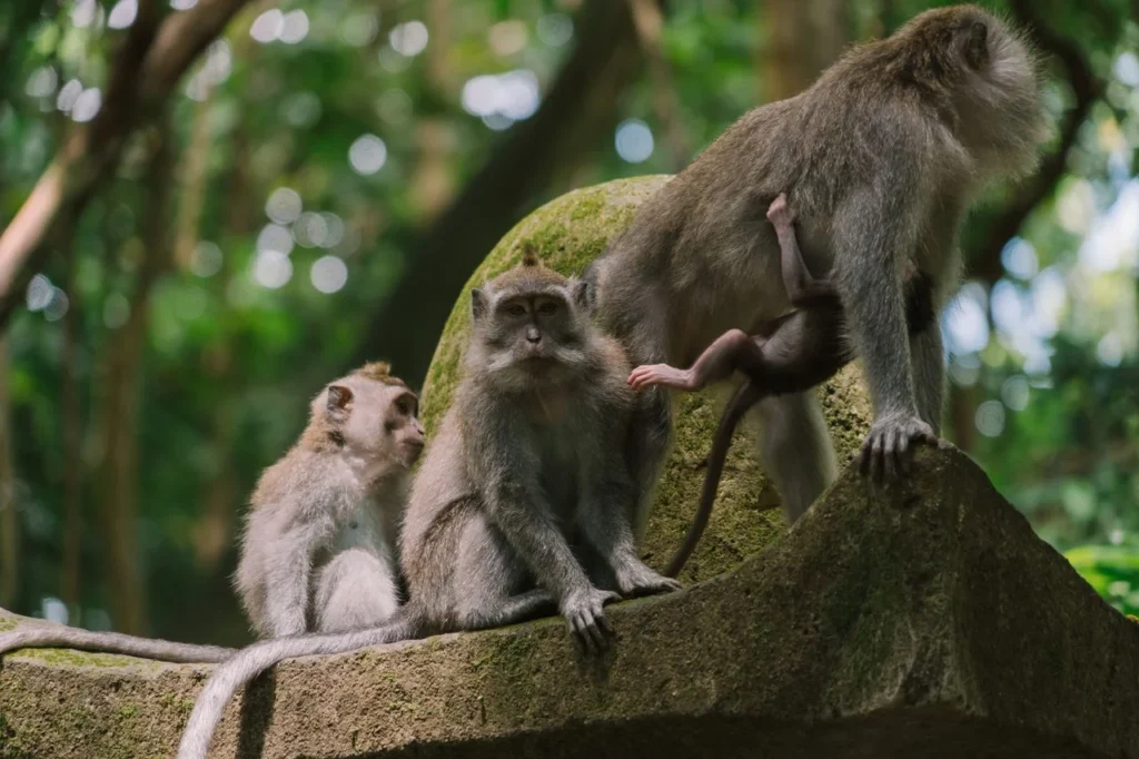 Ubud Day Trip With A Private Driver - Best Stops And Route