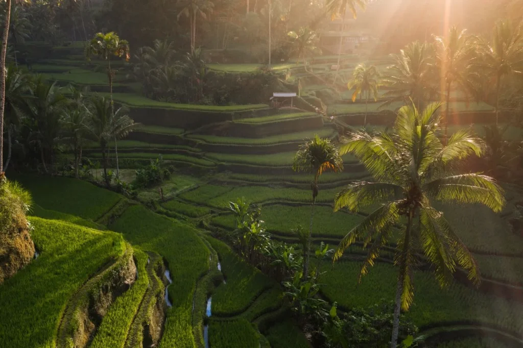 Ubud Day Trip With A Private Driver - Best Stops And Route