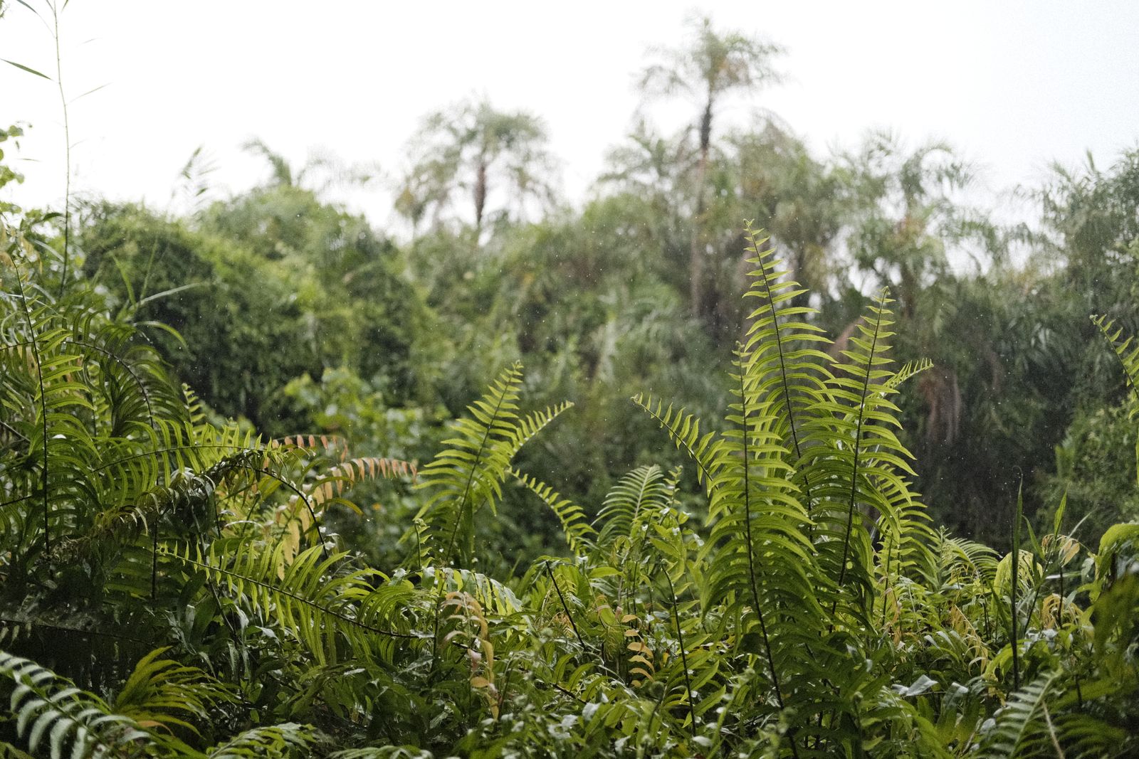 Green ferns and palm trees in a tropical rainforest during a light rain shower