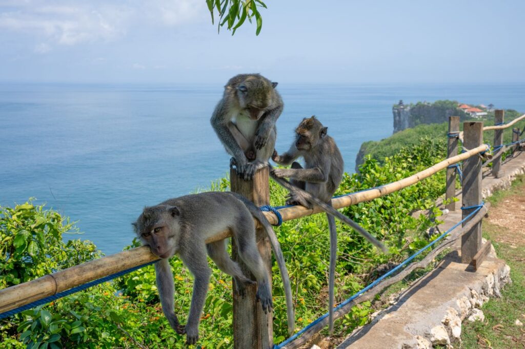 Monkeys on the fence at Uluwatu cliff