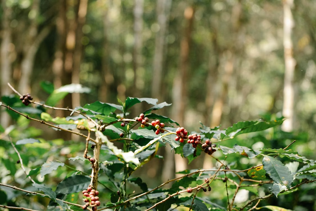 Coffee cherries ripening on a plant at a Kintamani coffee plantation