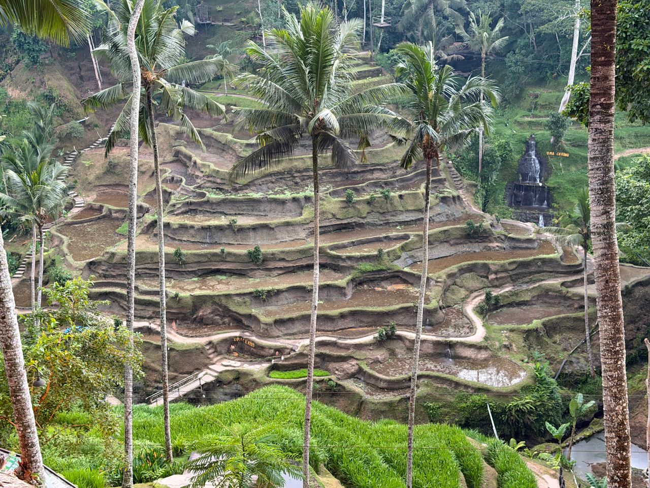 Tegallalang rice terraces in Ubud, a popular stop after a Mount Batur sunrise jeep tour